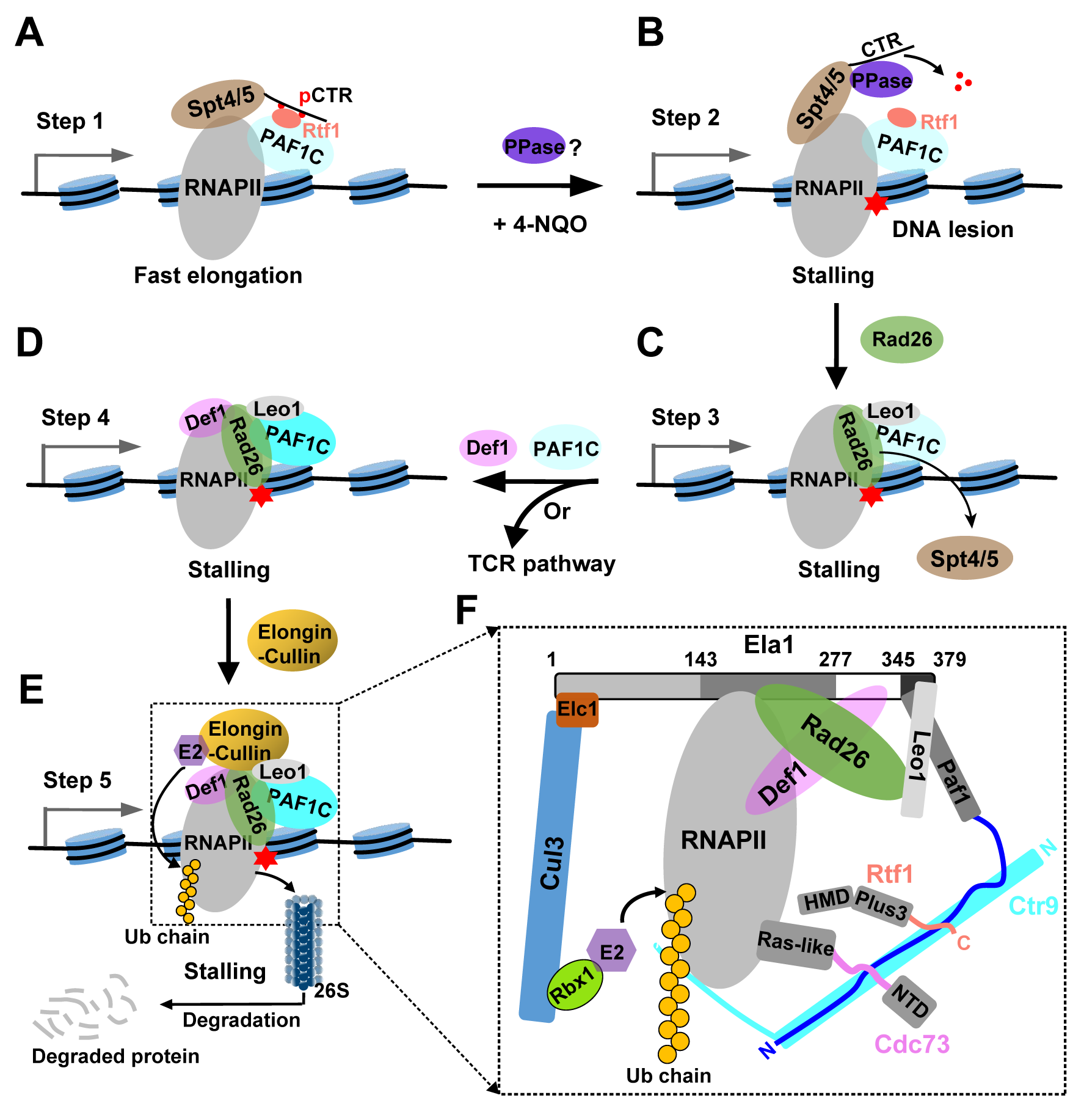 PNAS | 龙加福/周浩团队揭示Paf1复合物调控DNA损伤诱导RNA聚合酶II去除的生化机制